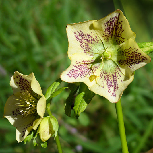 Hellébore d'Orient vert-moucheté - Bakker