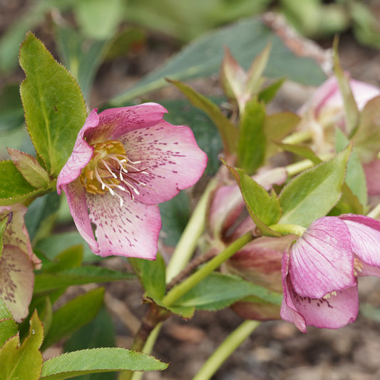 Héllébore d'Orient Pink Lady