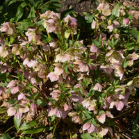 Héllébore d'Orient Pink Lady - Helleborus orientalis Pink Lady - Bakker