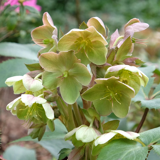 Hellébore de Stern - Bakker
