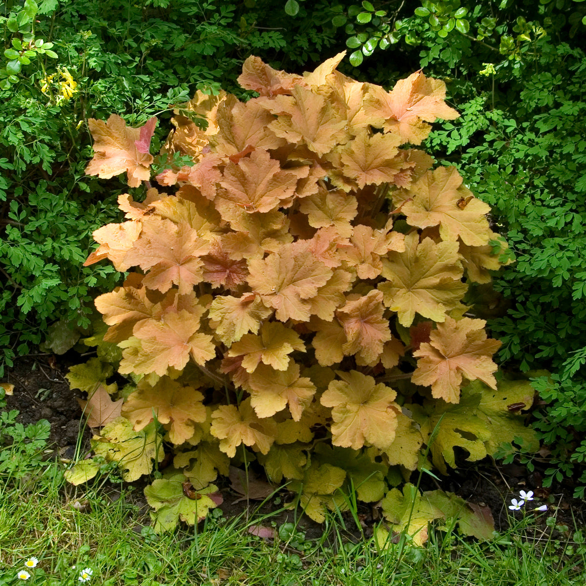 Heuchera caramel - Heuchère Caramel - Heuchère
