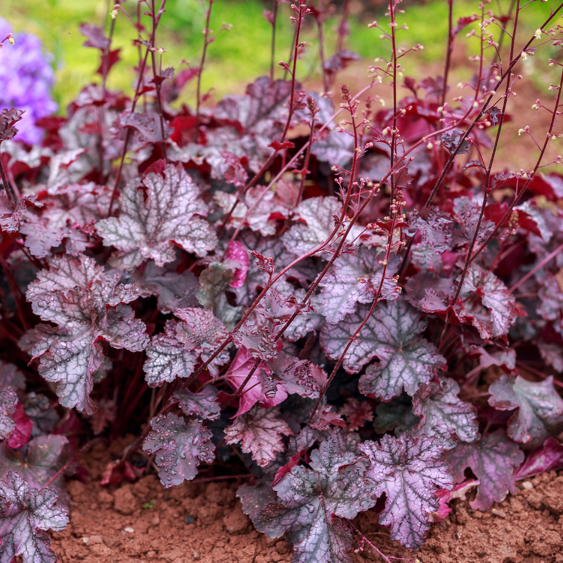 Heuchère Forever Purple - Heuchera Forever Purple - Bakker