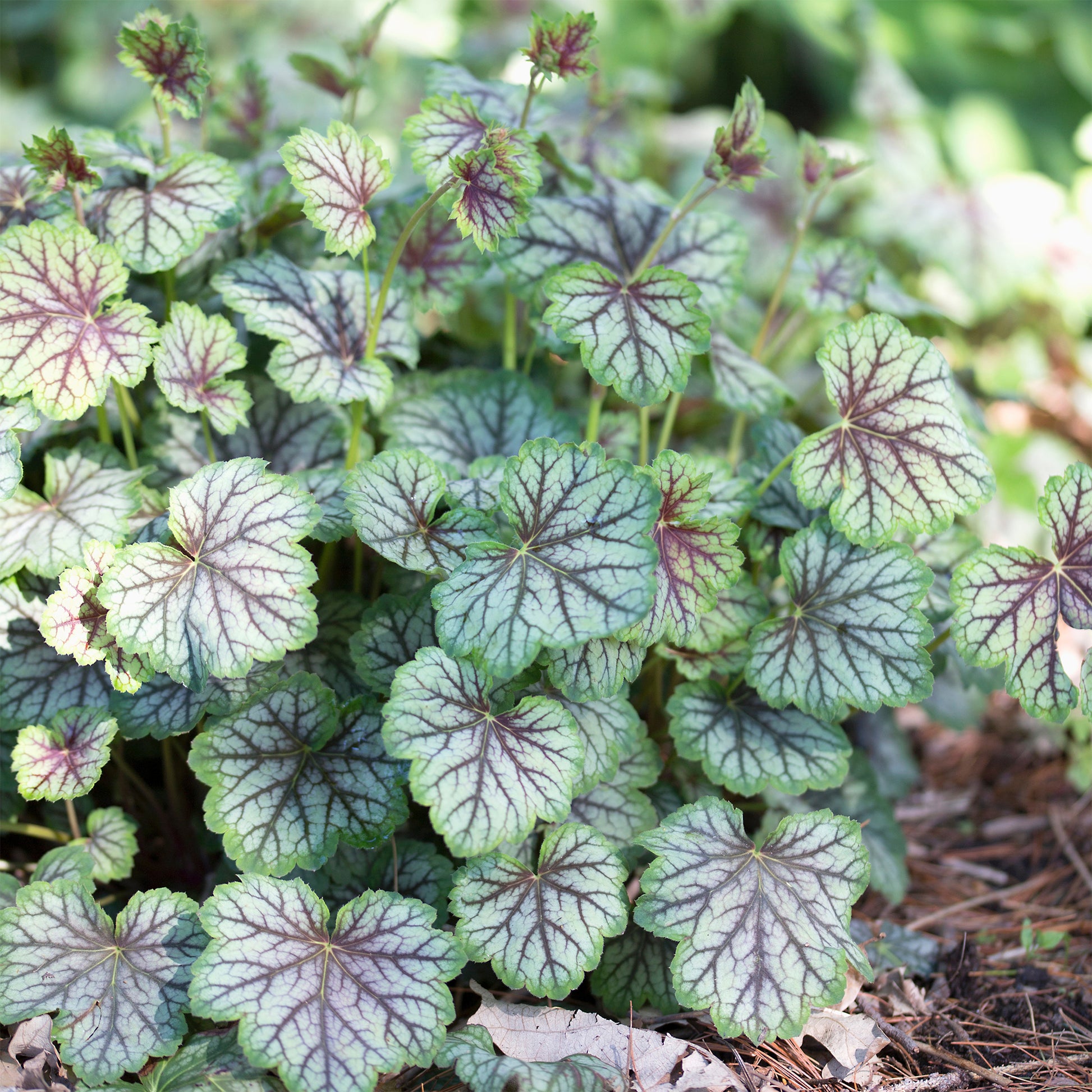 Heuchère Green Spice - Heuchera green spice - Bakker