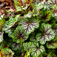 Heuchère Green Spice - Bakker