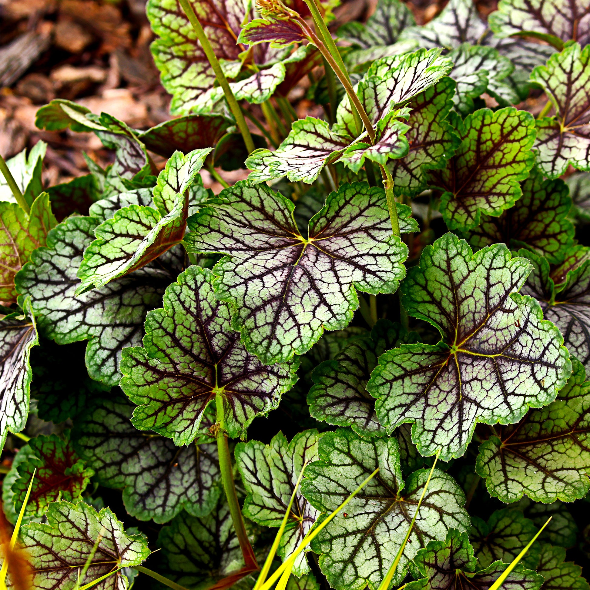 Heuchère Green Spice - Bakker