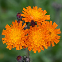 3 Épervières orangées - Bakker