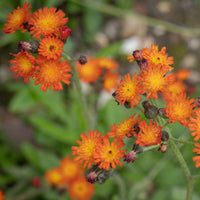 Hieracium aurantiacum - 3 Épervières orangées - Plantes vivaces