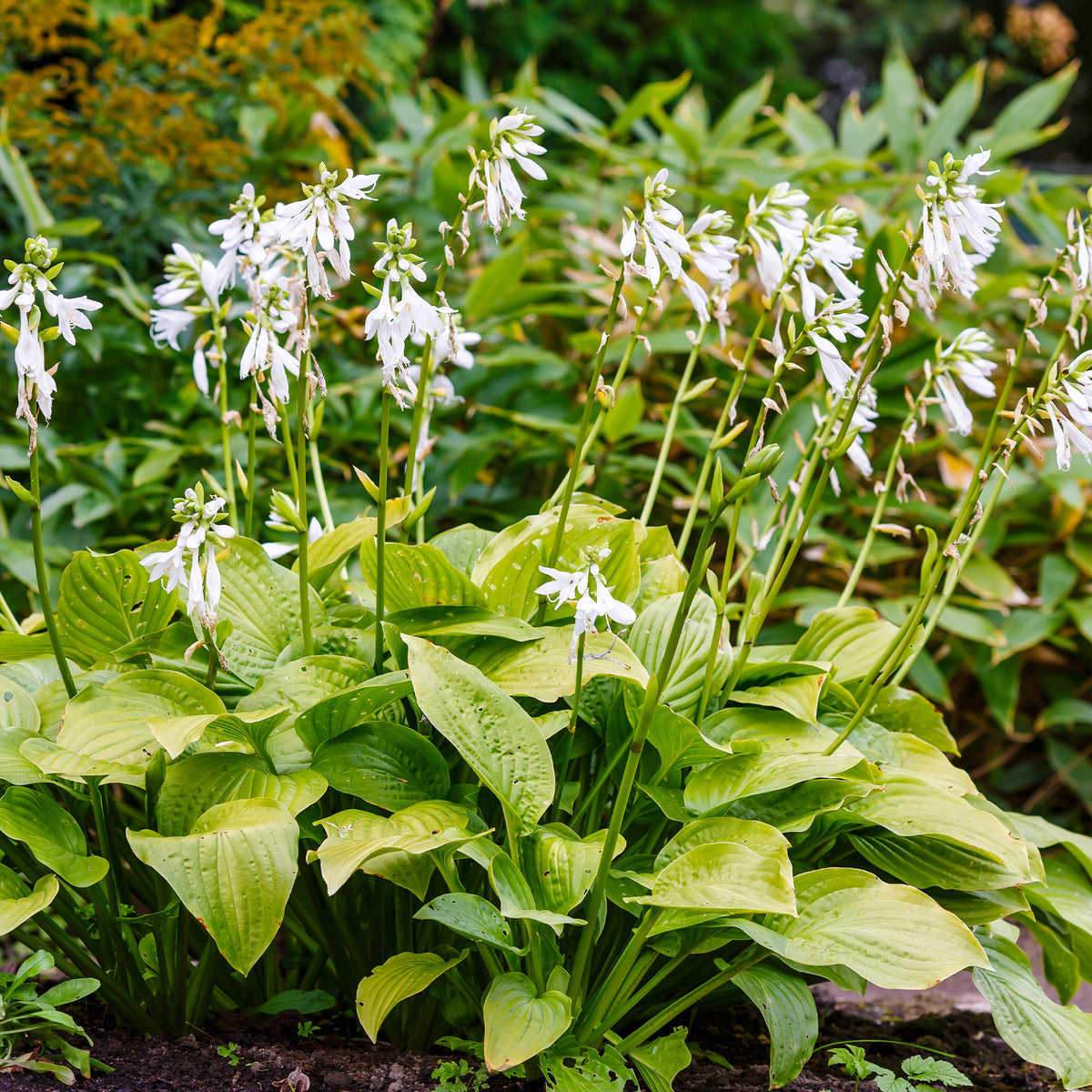 Hosta hybride royal standard - Hosta Royal Standard - Hosta
