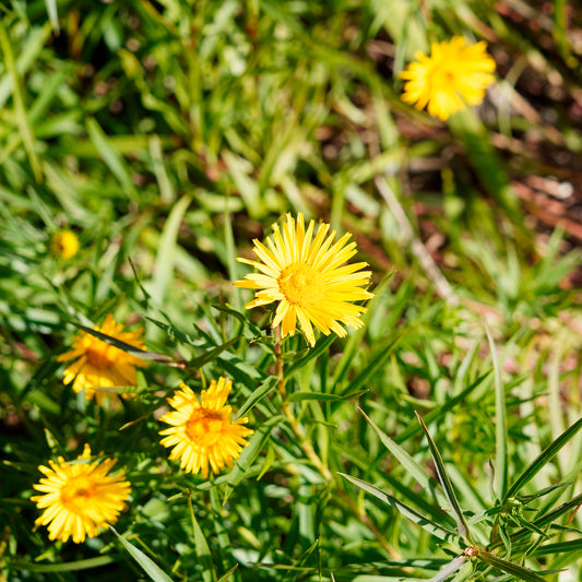 Aunée à feuille en épée - Bakker