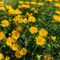 Inula ensifolia - Aunée à feuille en épée - Vivaces fleuries