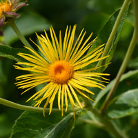 Vivaces fleuries - Aunée magnifique - Inula magnifica