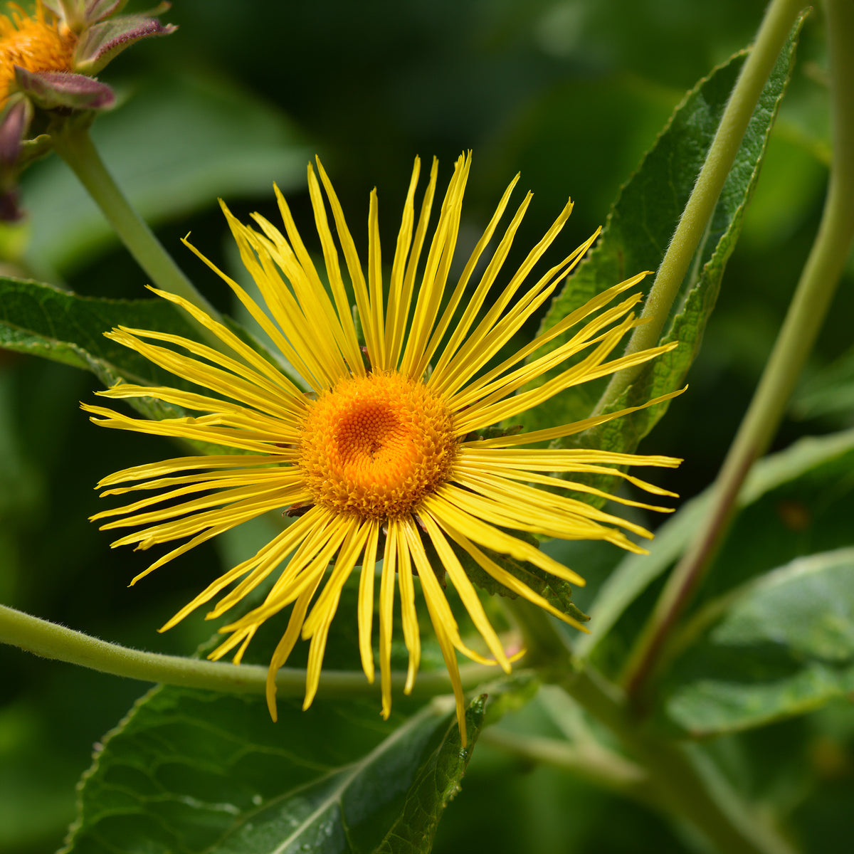 Vivaces fleuries - Aunée magnifique - Inula magnifica