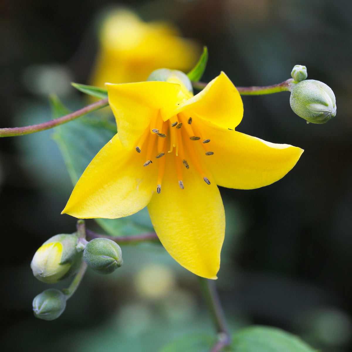 Kirengeshoma palmata - Fleur de cire - Plantes vivaces