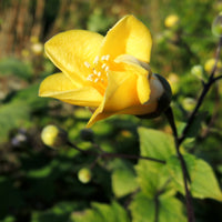 Plantes vivaces - Fleur de cire - Kirengeshoma palmata