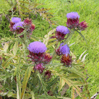 Artichaut - Cynara scolymus - Bakker