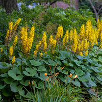 Ligulaire du Shavalski The Rocket - Bakker