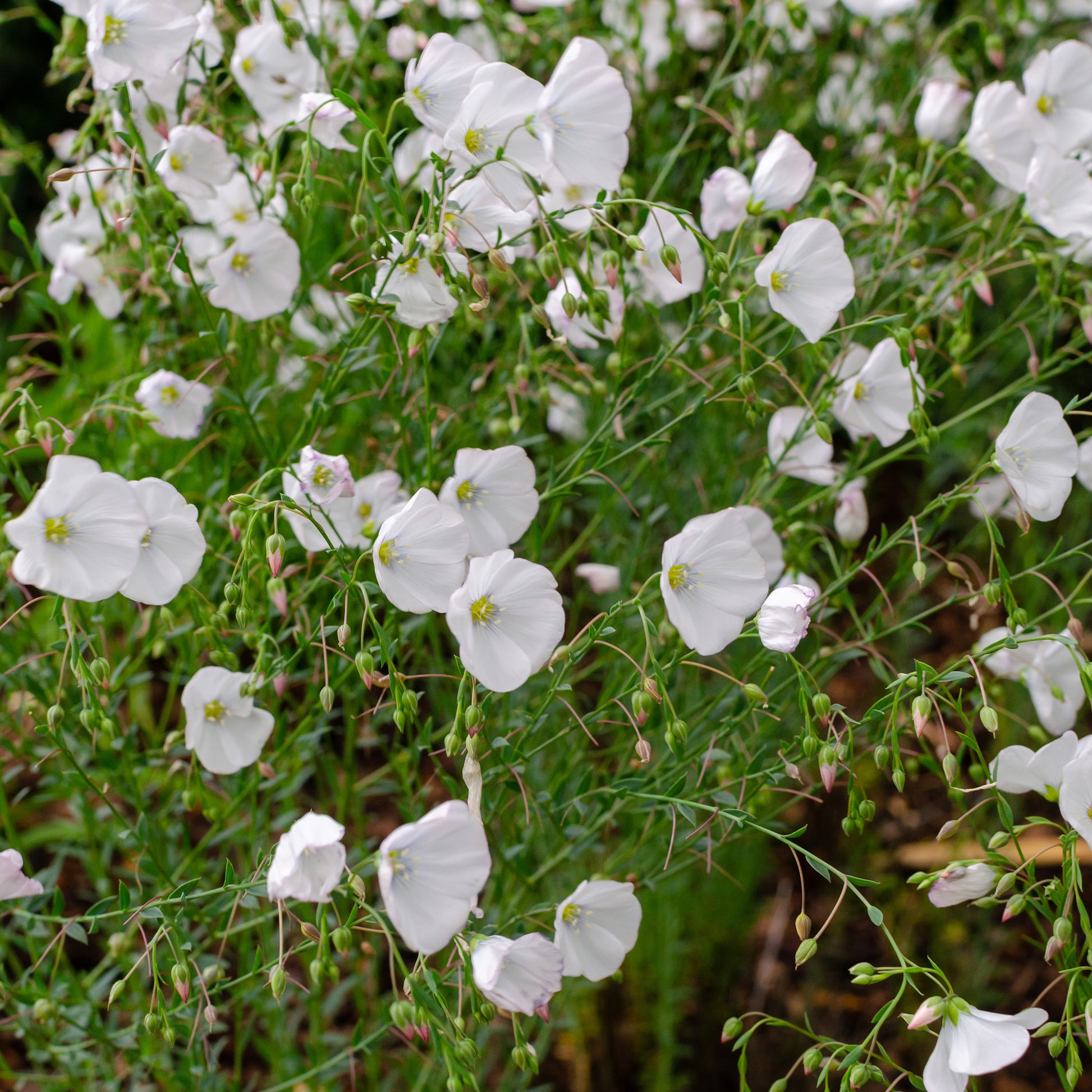 Lin vivace Diamant - Linum perenne Diamant - Bakker