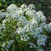 Monnaie du Pape à fleurs blanches - Bakker