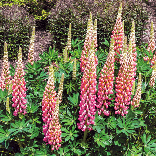 3 Lupins La Chateleine