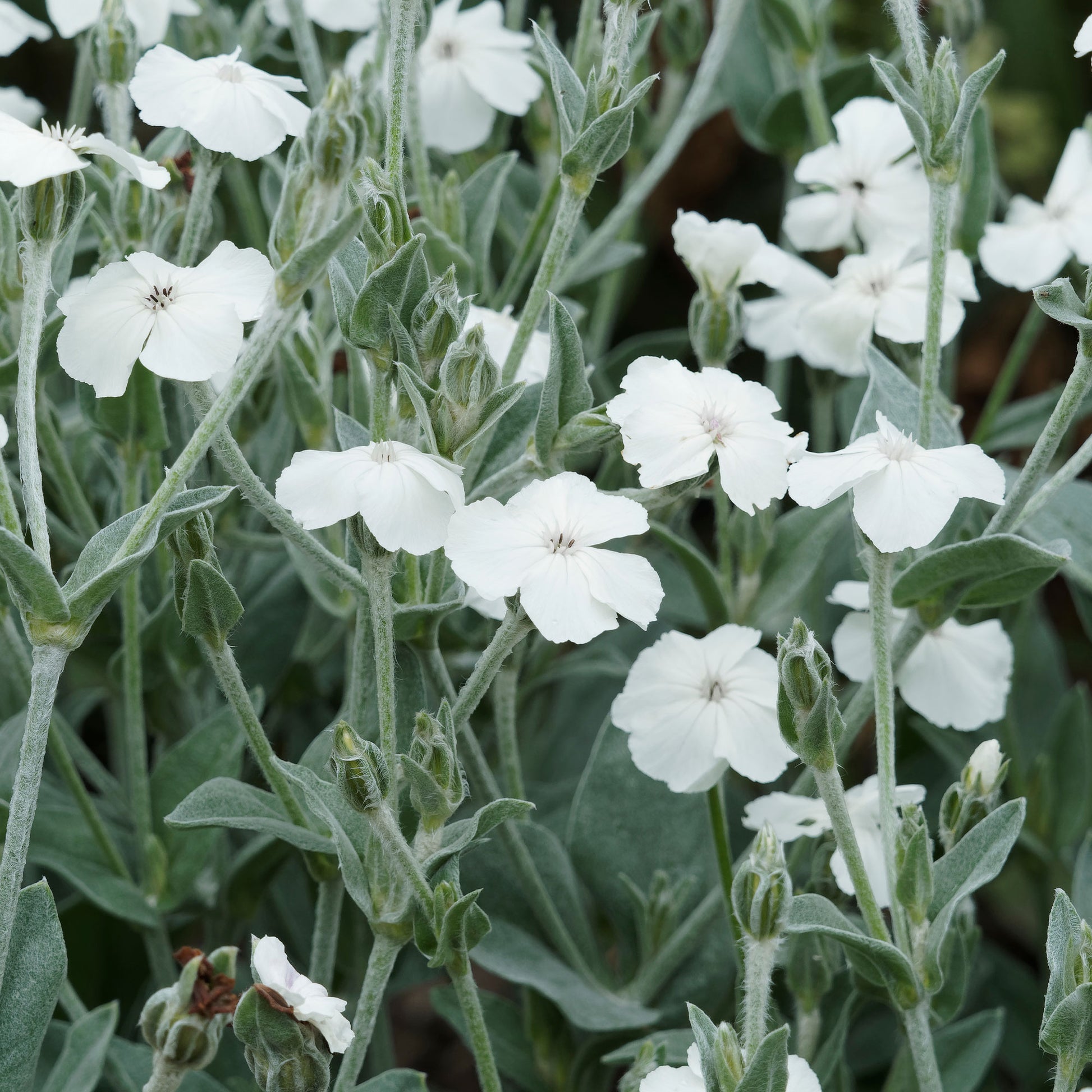 Coquelourde des jardins blanches - Lychnis coronaria alba - Bakker