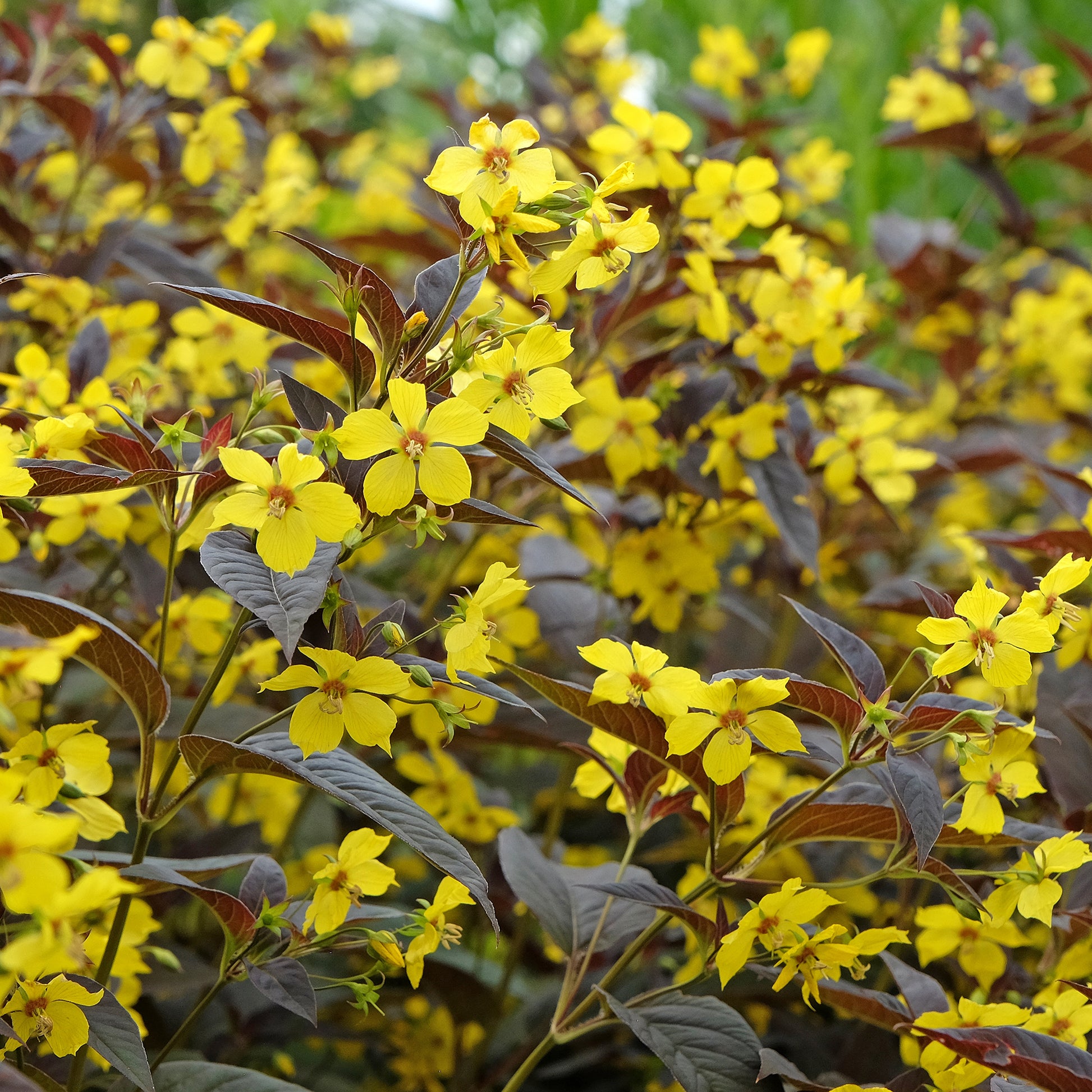 Lysimaque ciliée Firecracker - Bakker