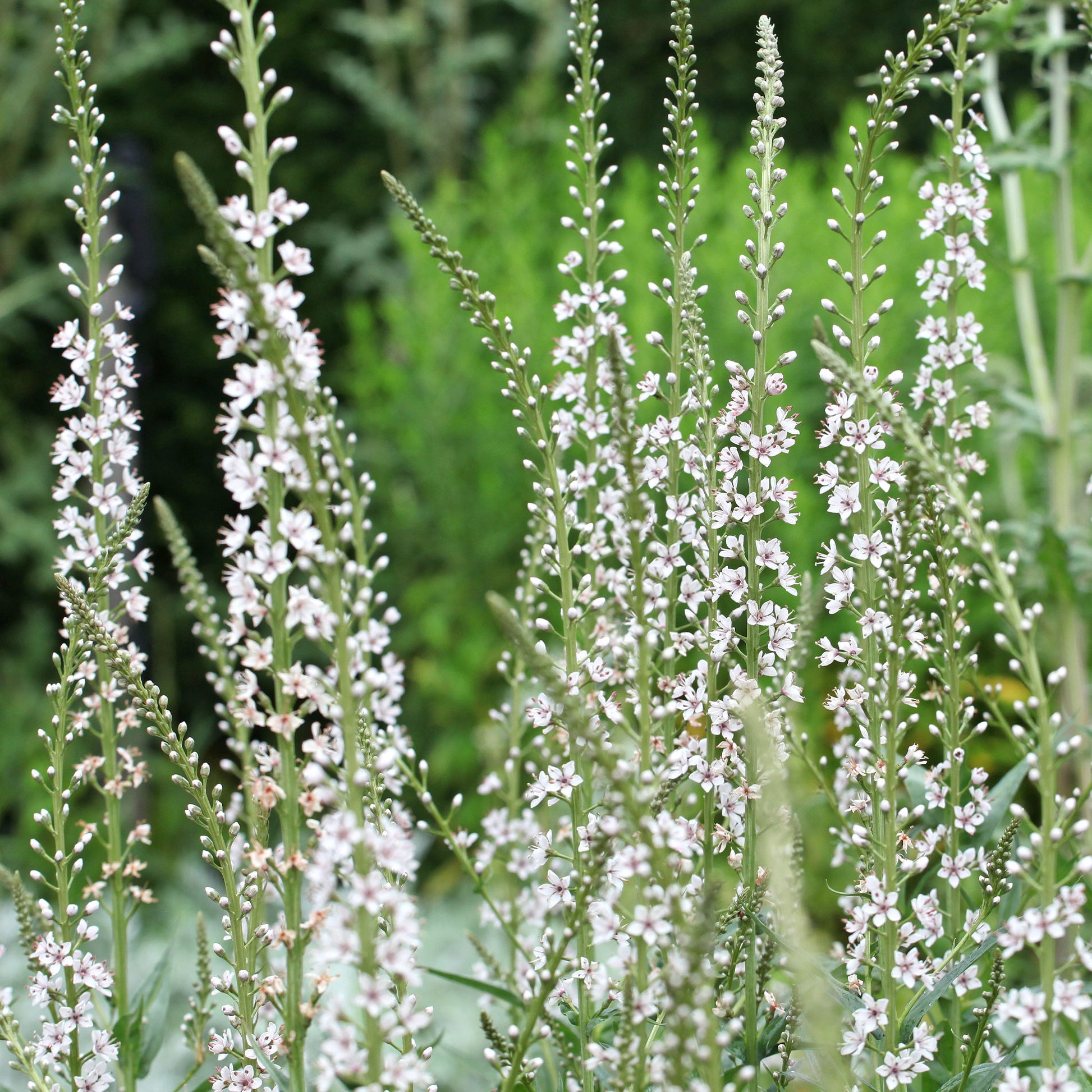 Lysimachia ephemerum - Lysimaque ephémère - Plantes vivaces