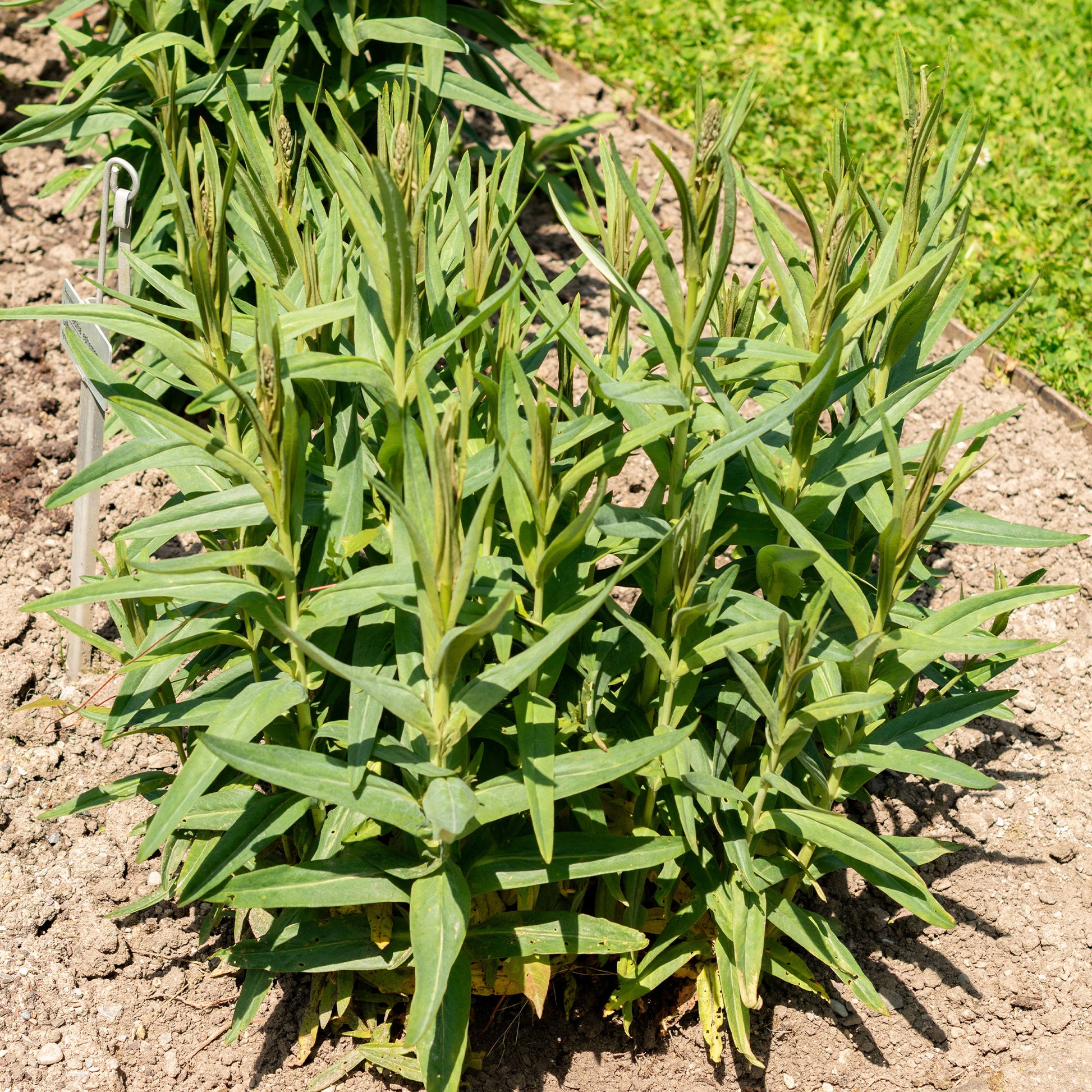 Plantes vivaces - Lysimaque ephémère - Lysimachia ephemerum