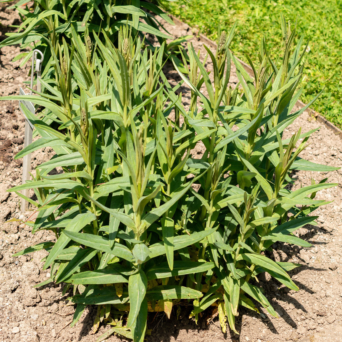 Lysimachia ephemerum - Lysimaque ephémère - Plantes vivaces