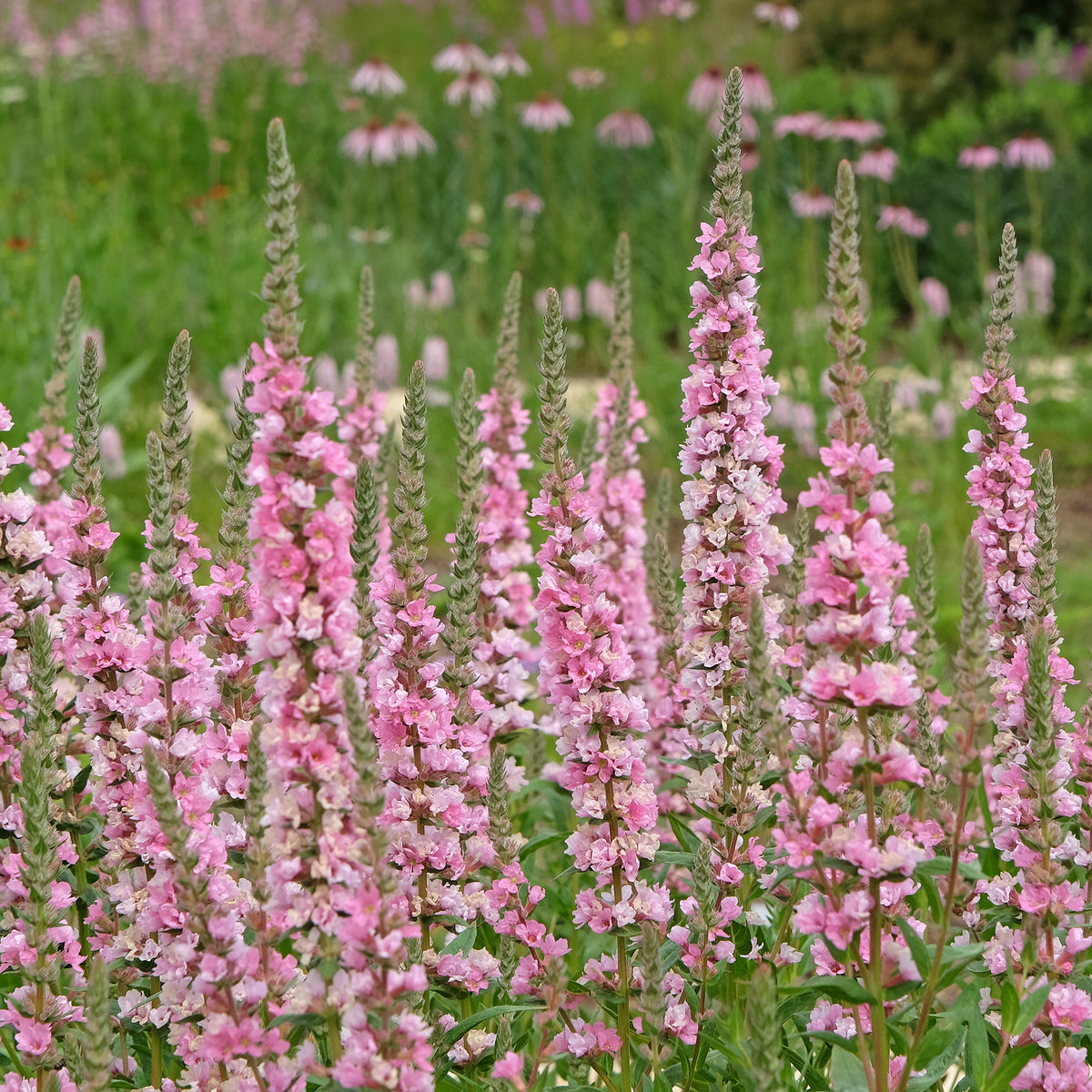 Salicaire commune Blush - Lythrum salicaria Blush - Bakker