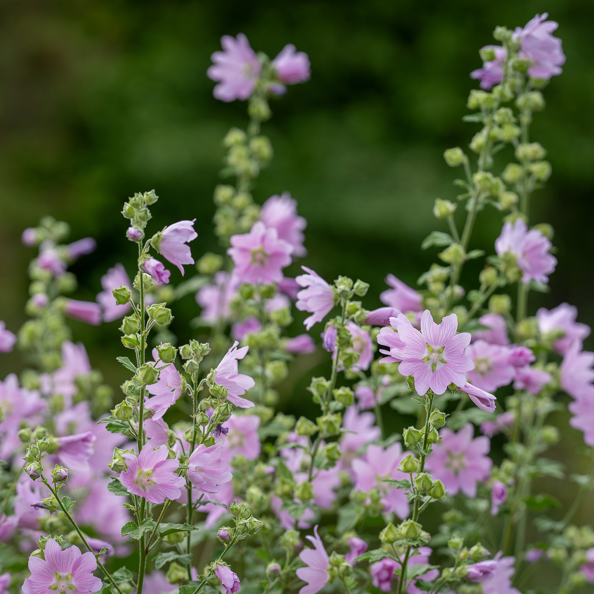 Mauve musquée Rosea - Malva moschata Rosea - Bakker