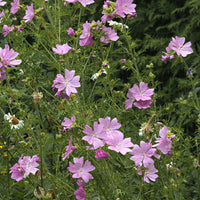 Malva moschata Rosea - Mauve musquée Rosea - Mauves