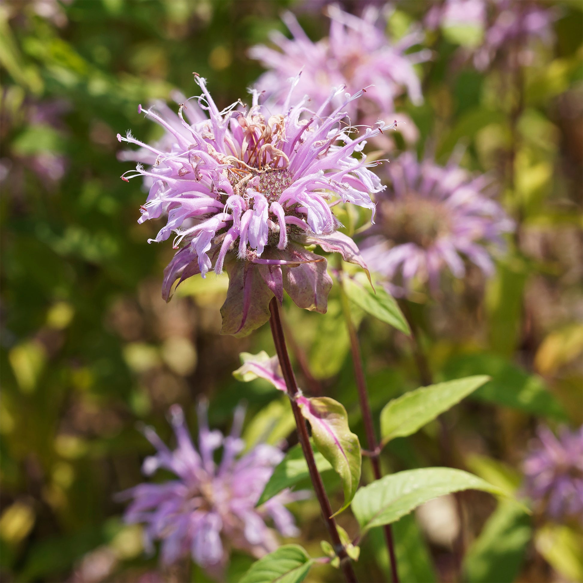 Monarde bradburiana Bergamote sauvage - Monarda bradburiana - Bakker