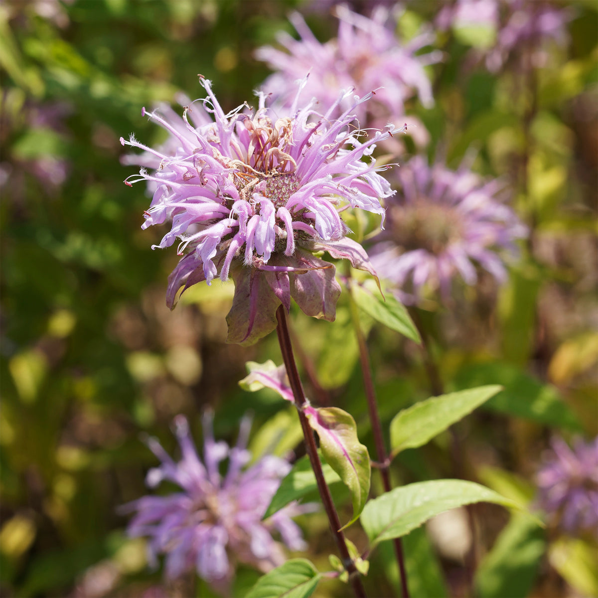Monarde bradburiana Bergamote sauvage - Monarda bradburiana - Bakker