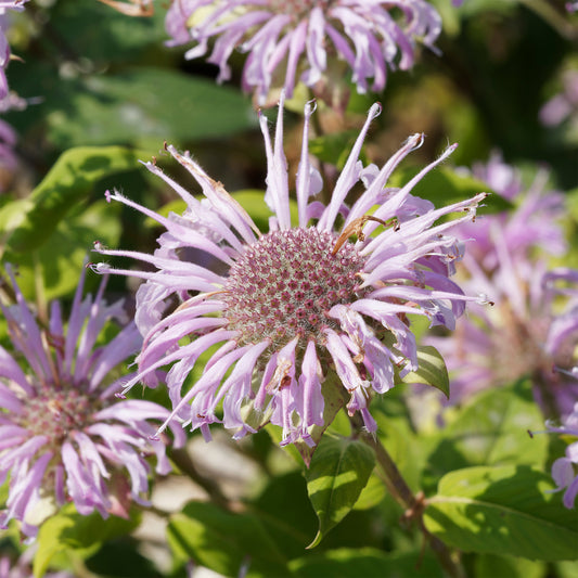 Monarde bradburiana Bergamote sauvage - Bakker