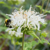 Monarde Schneewittchen - Monarda schneewittchen - Bakker