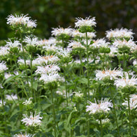 Monarde - Monarde Schneewittchen - Monarda schneewittchen