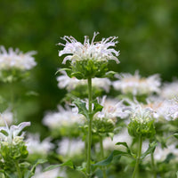Vente Monarde Schneewittchen - Monarda schneewittchen