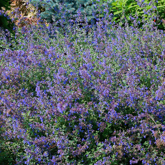 Nepeta - Chataires - Bakker