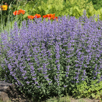 Vivaces fleuries - 5 Vivaces pour massif ensoleillé  - Deschampsia cespitosa, Gaura lindheimeri, Nepeta faassenii, Perovskia atriplicifolia, Echinacea pallida                