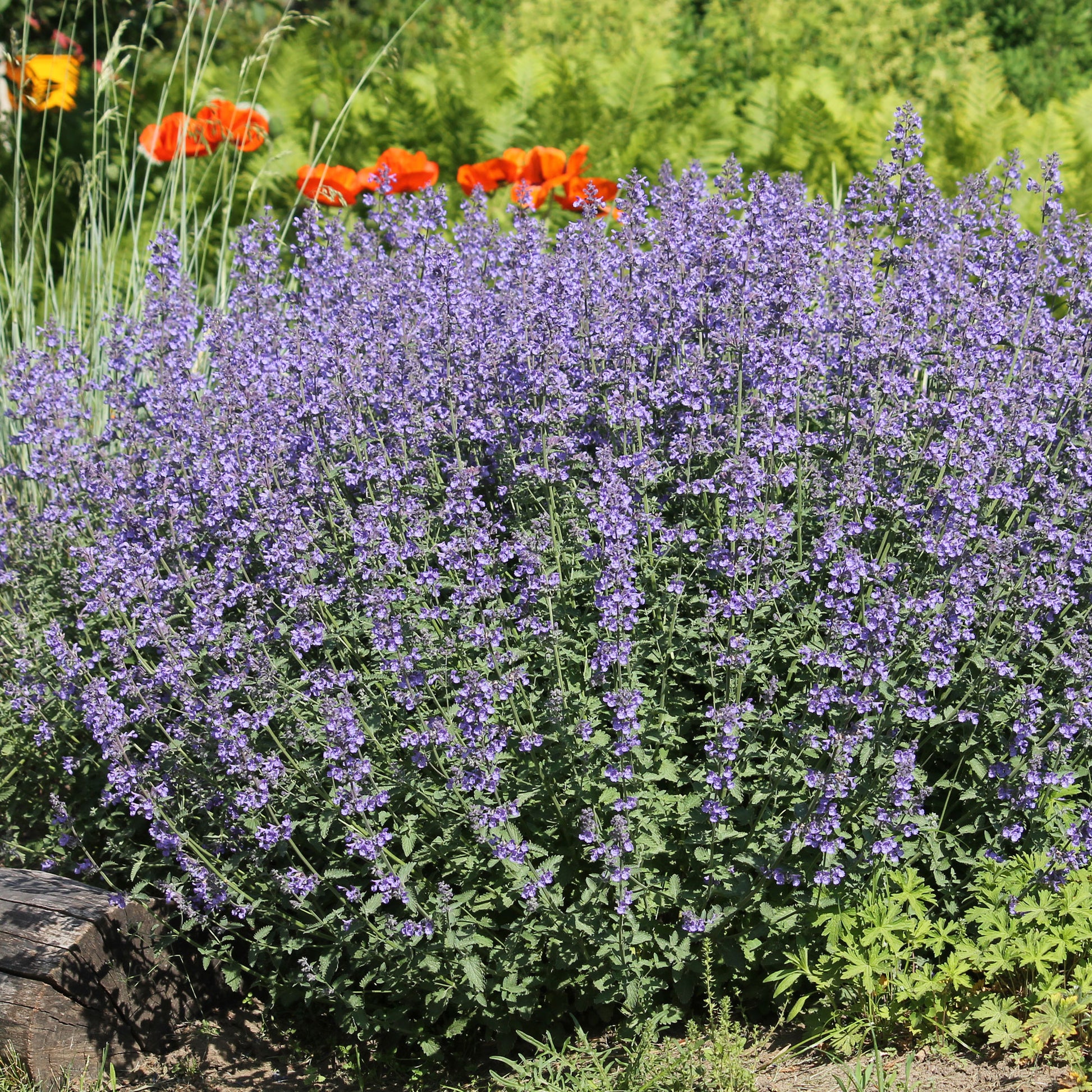 Nepeta - Chataires - Nepeta faassenii - Bakker