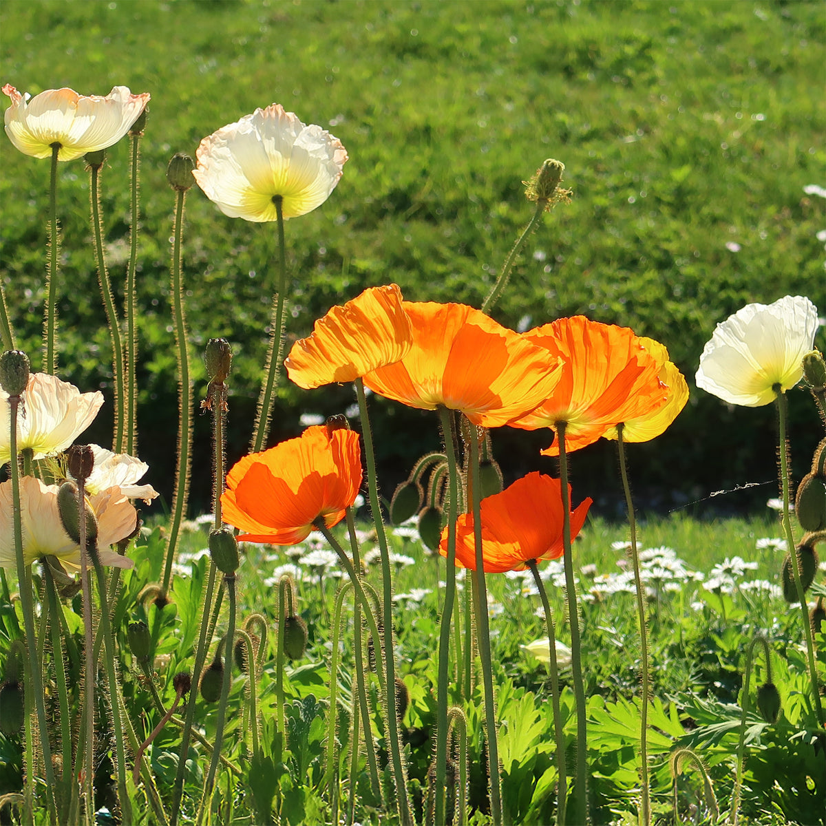 Pavot d'Islande Gartenzwerg - Papaver nudicaule Gartenzwerg - Bakker