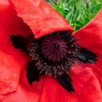 Papaver orientale Beauty of Livermere - Pavot d'Orient Beauty Of Livermere - Vivaces fleuries