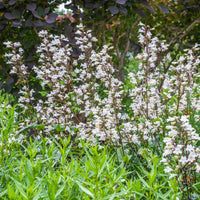 Penstemon digitalis Husker Red - Galane Husker Red - Penstemon - Galane