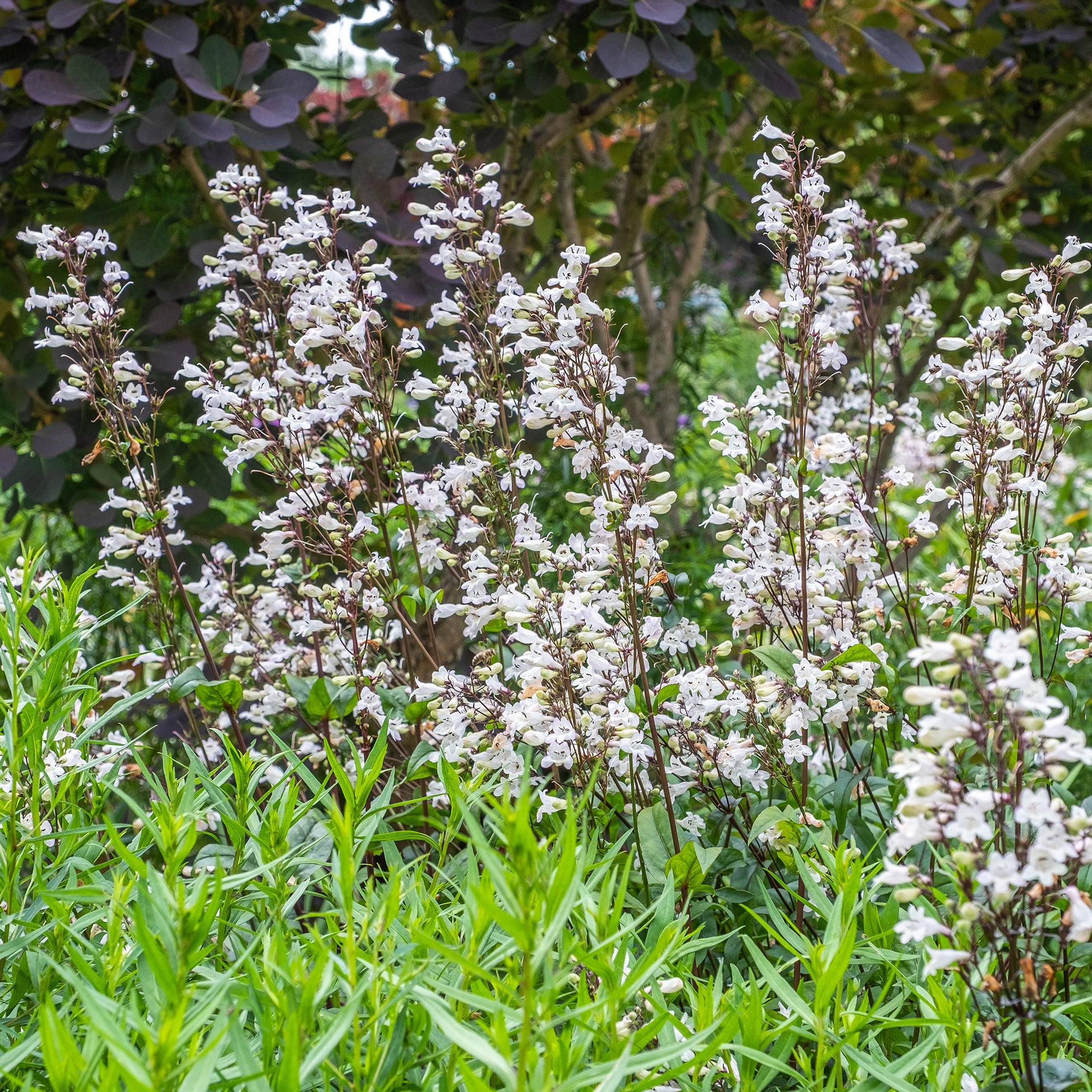 Penstemon digitalis Husker Red - Galane Husker Red - Penstemon - Galane