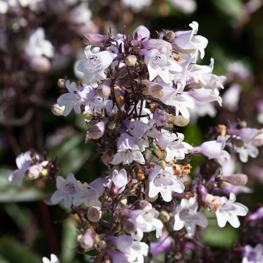 Galane Husker Red - Penstemon - Bakker