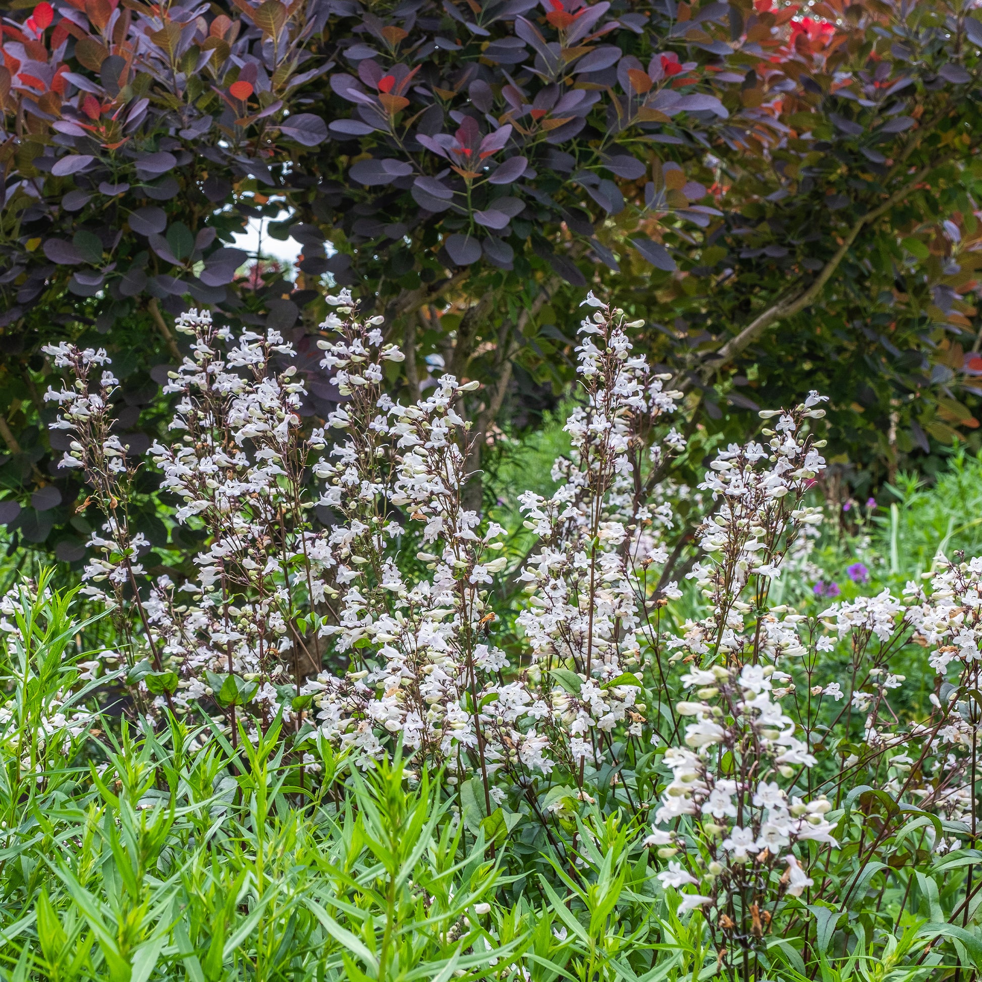 Galane Husker Red - Penstemon - Penstemon digitalis Husker Red - Bakker