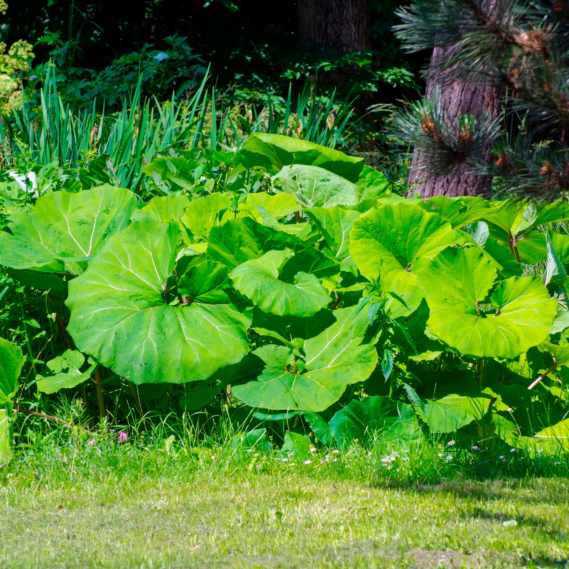 Petasites hybridus - Grand pétasite - Plantes vivaces