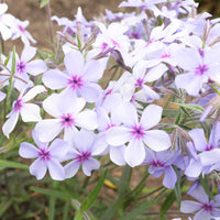 Phlox divaricata chattahoochee - Phlox divaricata Chattahoochee - Phlox