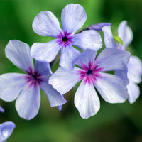 Phlox - Phlox divaricata Chattahoochee - Phlox divaricata chattahoochee