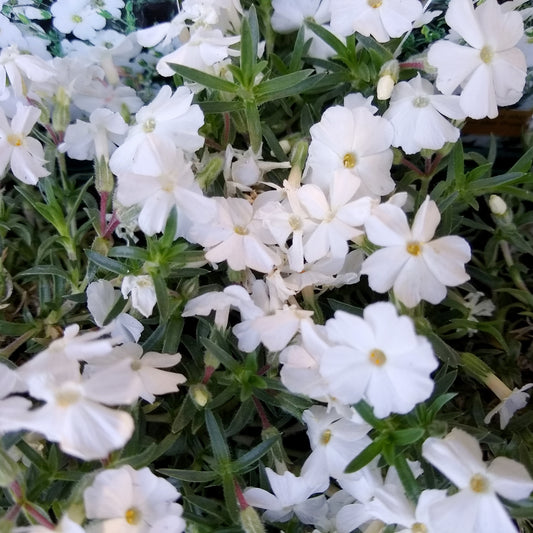 3 Phlox nain White Admiral